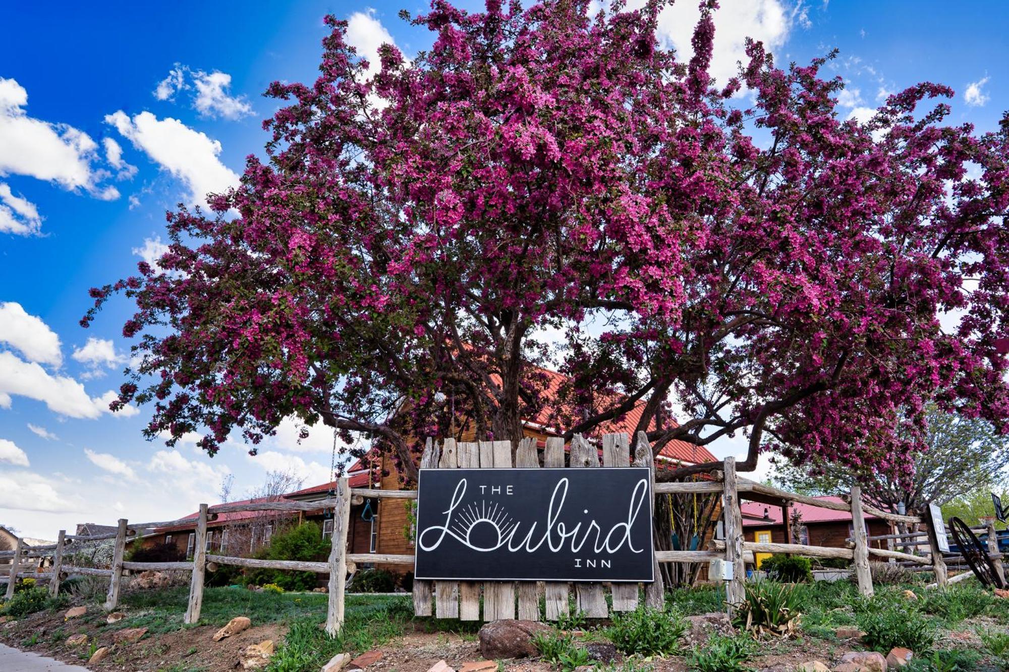 The Loubird Inn Escalante Ngoại thất bức ảnh